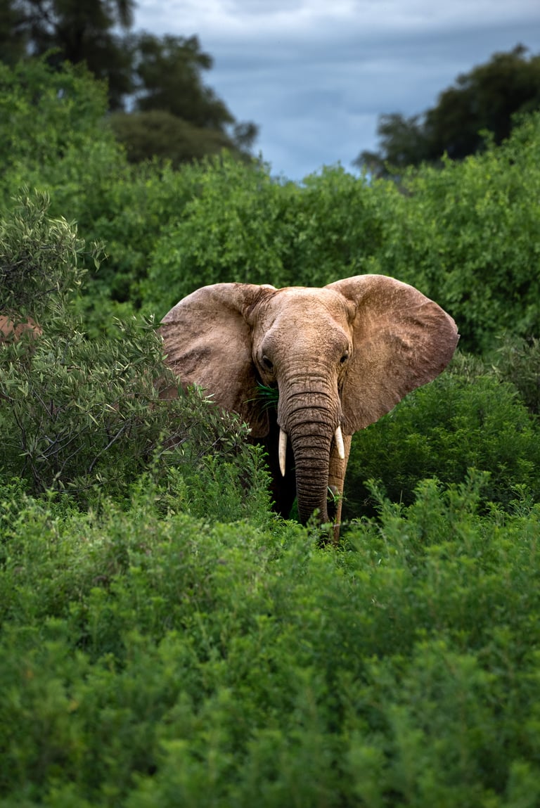 Samburu