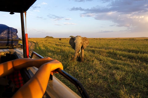 Samburu elephants wildlife