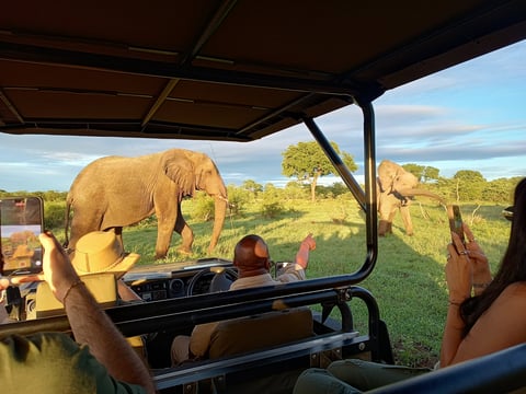 Amboseli elephants Kilimanjaro