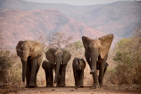Loisaba conservancy elephants