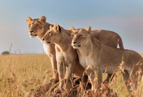 Nanyuki wildlife conservancy