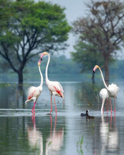 Lake Naivasha wildlife