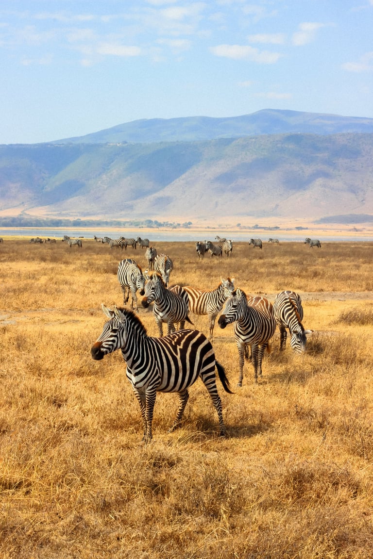 Serengeti