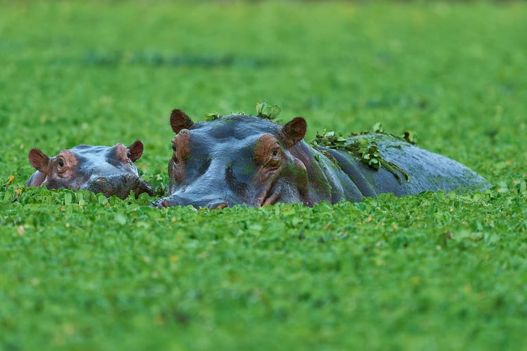 Naivasha